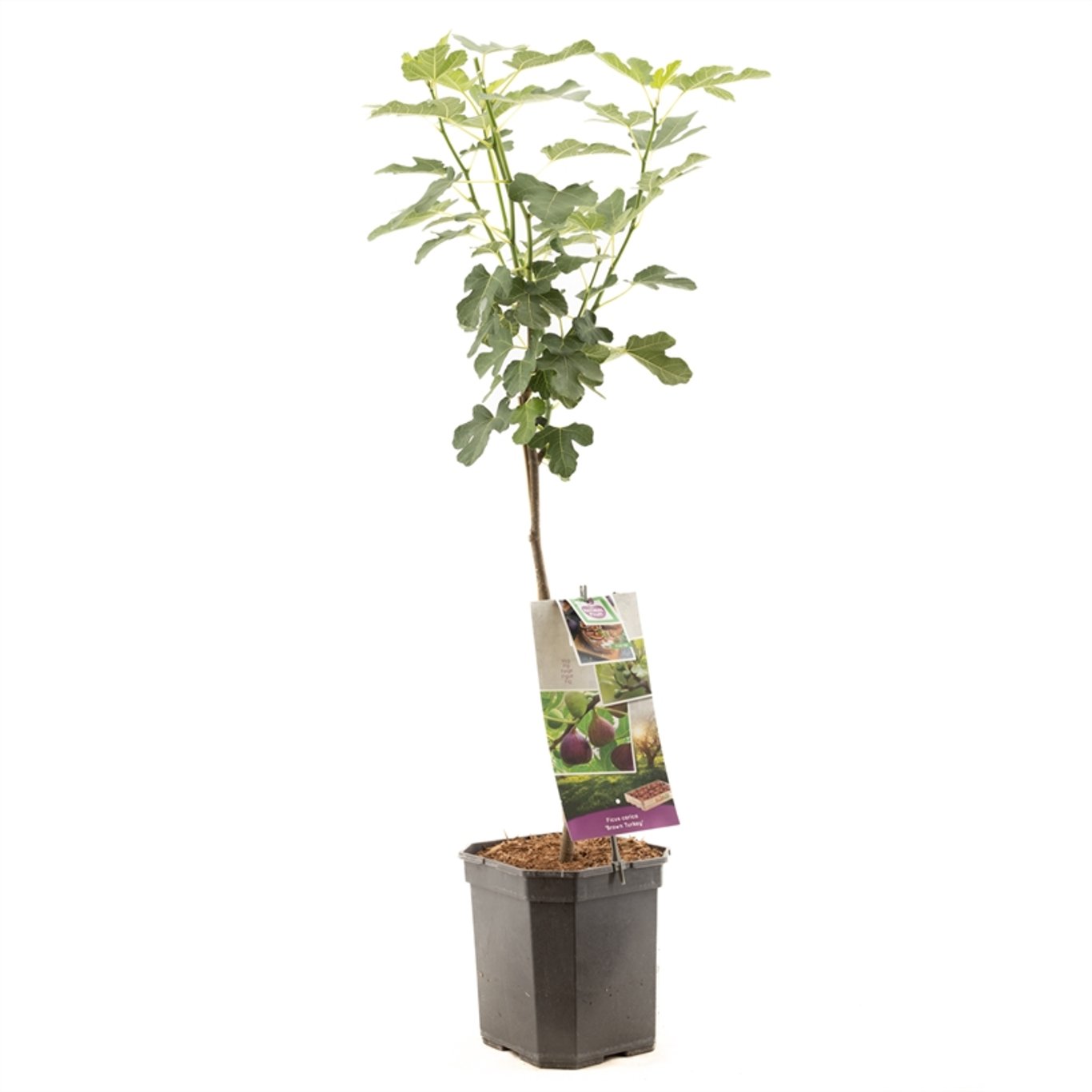 Ficus car. 'Brown Turkey' - 60 CM Stem C7.5
